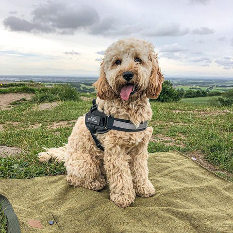 Safety Dog Harness